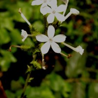 Plumbago zeylanica L.